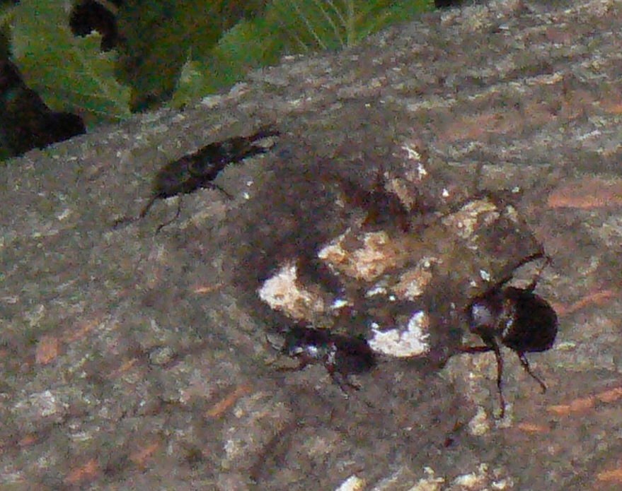 団地前のクヌギ_頭上の幹の上_コクワガタ2♂ ノコギリクワガタ頭部が無い個体 2021年7月12日 19時25分頃 気温28度